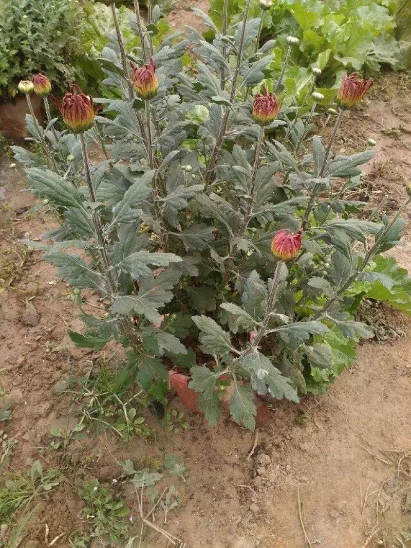 菊花苗四季开花千头菊九月大菊花大苗室内外庭院阳台盆栽地栽