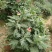菊花苗四季开花千头菊九月大菊花大苗室内外庭院阳台盆栽地栽