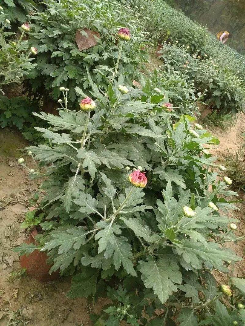 菊花苗四季开花千头菊九月大菊花大苗室内外庭院阳台盆栽地栽