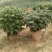 菊花苗四季开花千头菊九月大菊花大苗室内外庭院阳台盆栽地栽