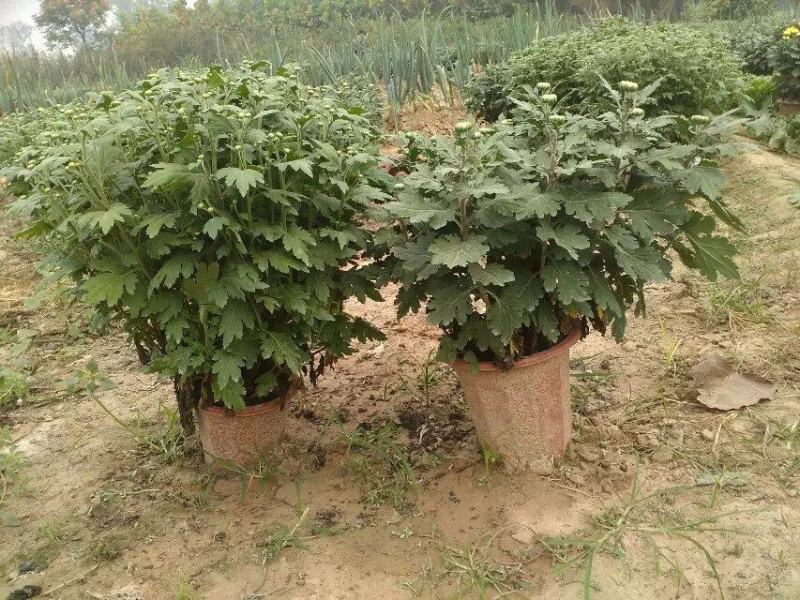 菊花苗四季开花千头菊九月大菊花大苗室内外庭院阳台盆栽地栽