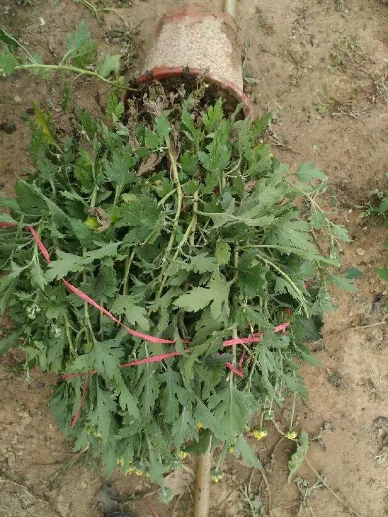 菊花苗四季开花千头菊九月大菊花大苗室内外庭院阳台盆栽地栽