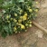 菊花苗四季开花千头菊九月大菊花大苗室内外庭院阳台盆栽地栽