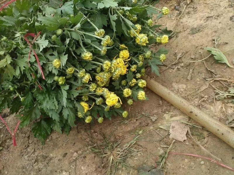 菊花苗四季开花千头菊九月大菊花大苗室内外庭院阳台盆栽地栽