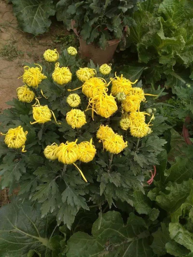 菊花苗四季开花千头菊九月大菊花大苗室内外庭院阳台盆栽地栽