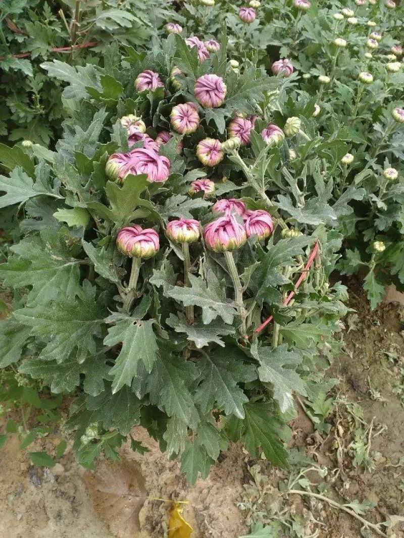 菊花苗四季开花千头菊九月大菊花大苗室内外庭院阳台盆栽地栽