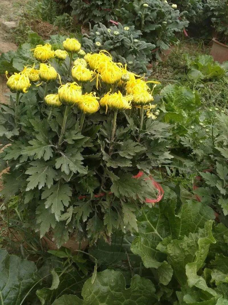 菊花苗四季开花千头菊九月大菊花大苗室内外庭院阳台盆栽地栽