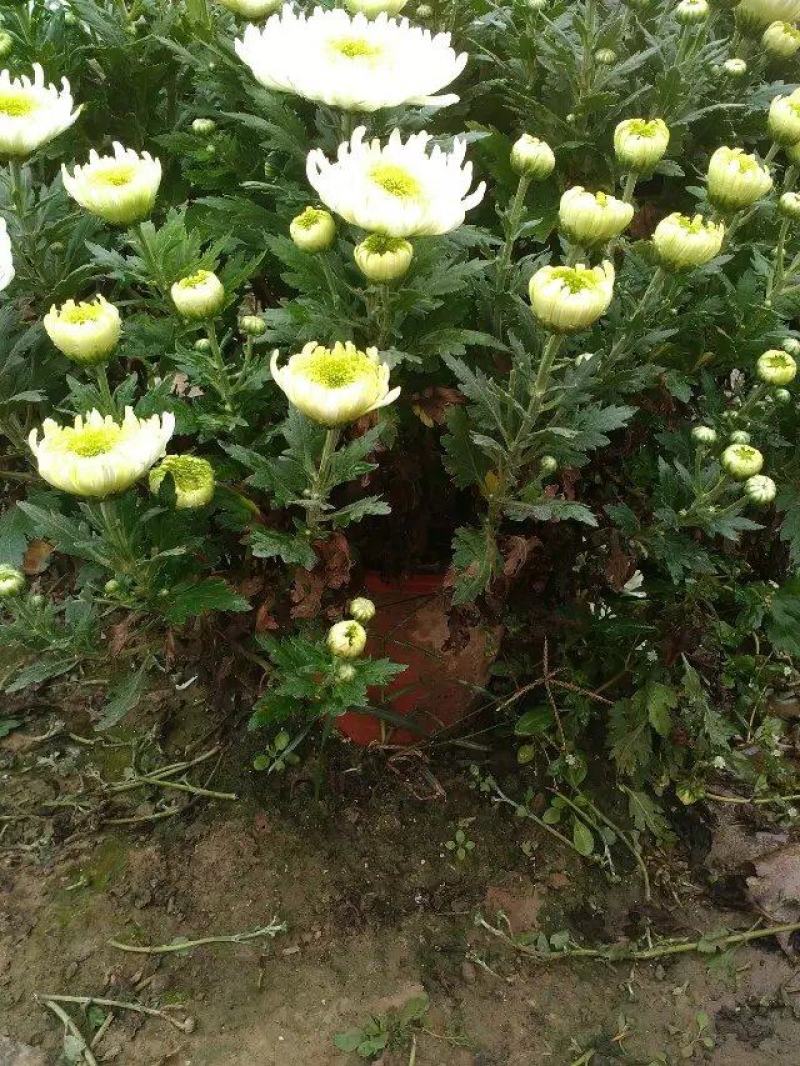 菊花苗四季开花千头菊九月大菊花大苗室内外庭院阳台盆栽地栽