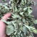 狸尾草干货青绿，目前花球还没长出来的