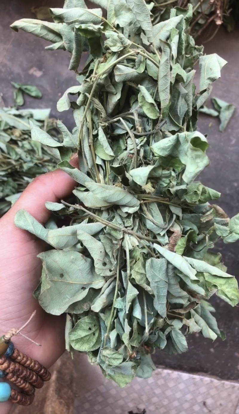 狸尾草干货青绿，目前花球还没长出来的