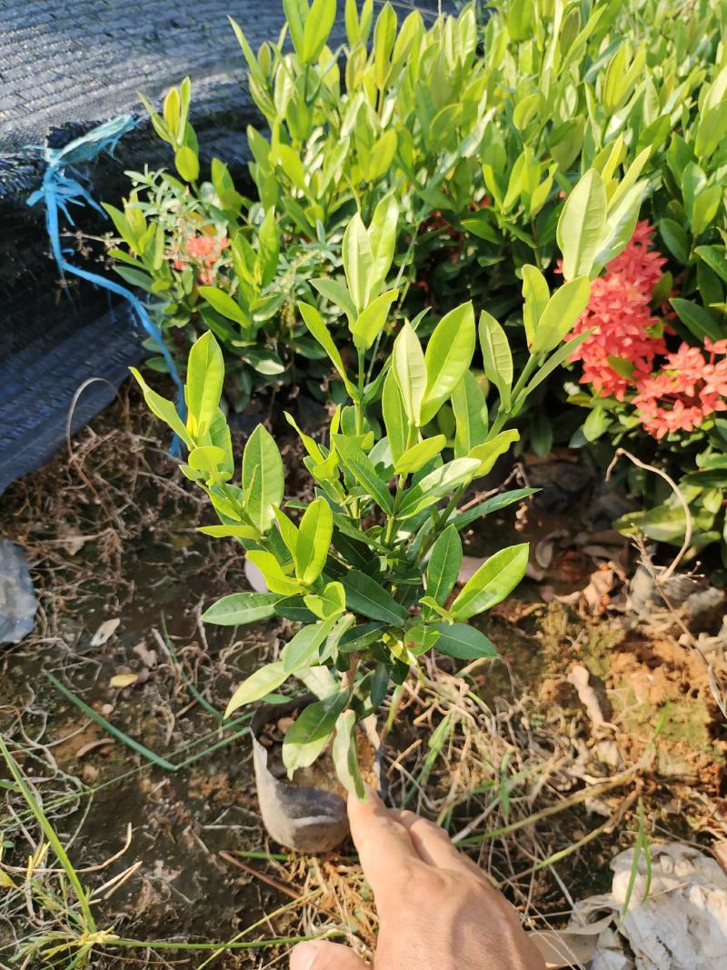 小叶龙船花7斤袋和5斤袋，价格优惠，品质保证诚信经营欢迎