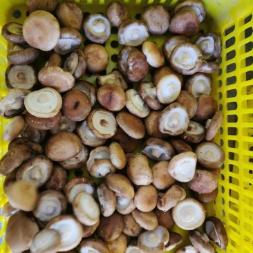 剪脚鲜香菇