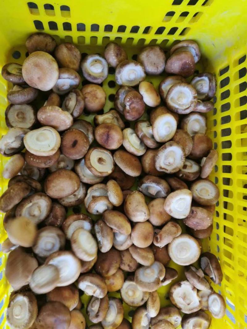 剪脚鲜香菇