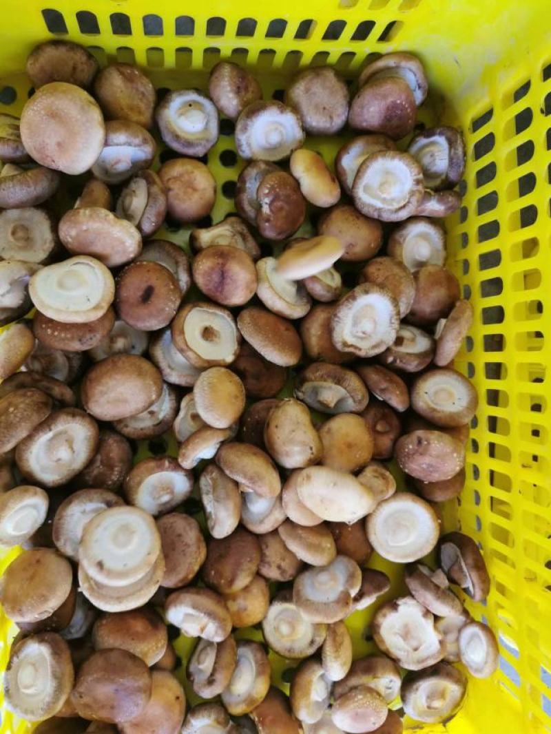 剪脚鲜香菇