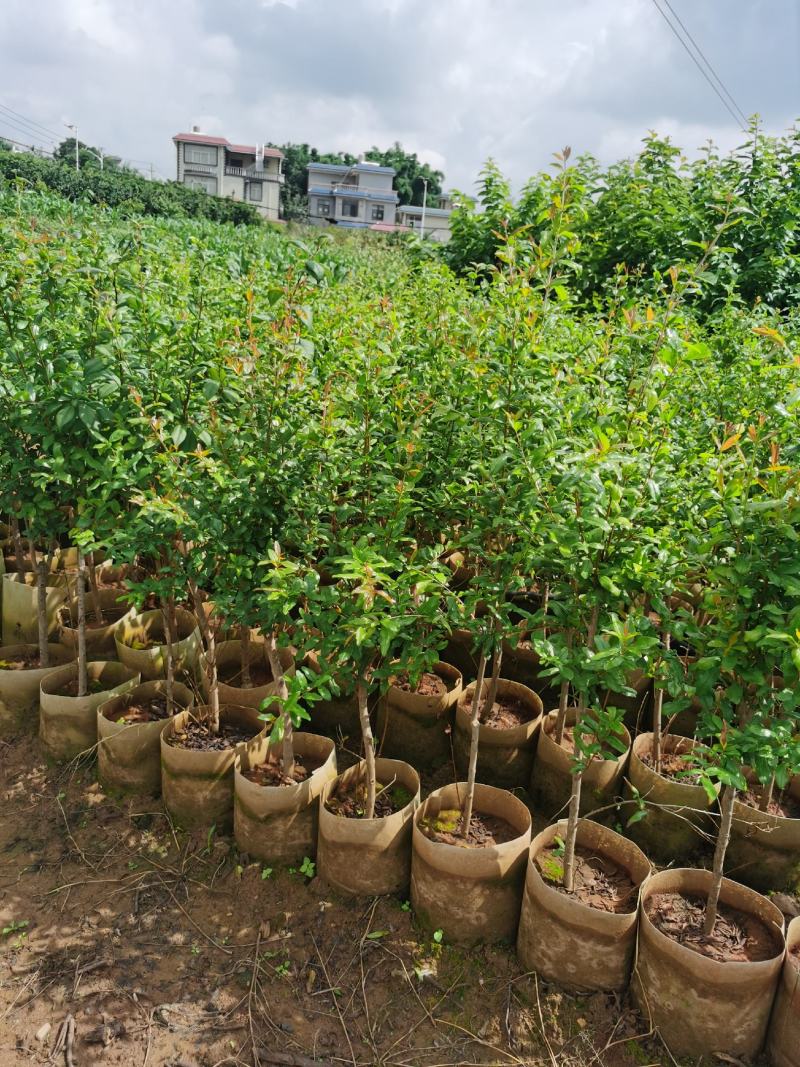 石榴树2-3分软籽石榴黑籽石榴口感好数量大袋装