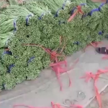 瓜果蔬菜专业种植区域质量优，价格美丽，我愿真诚为广大客商