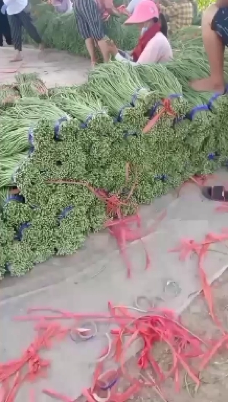 瓜果蔬菜专业种植区域质量优，价格美丽，我愿真诚为广大客商