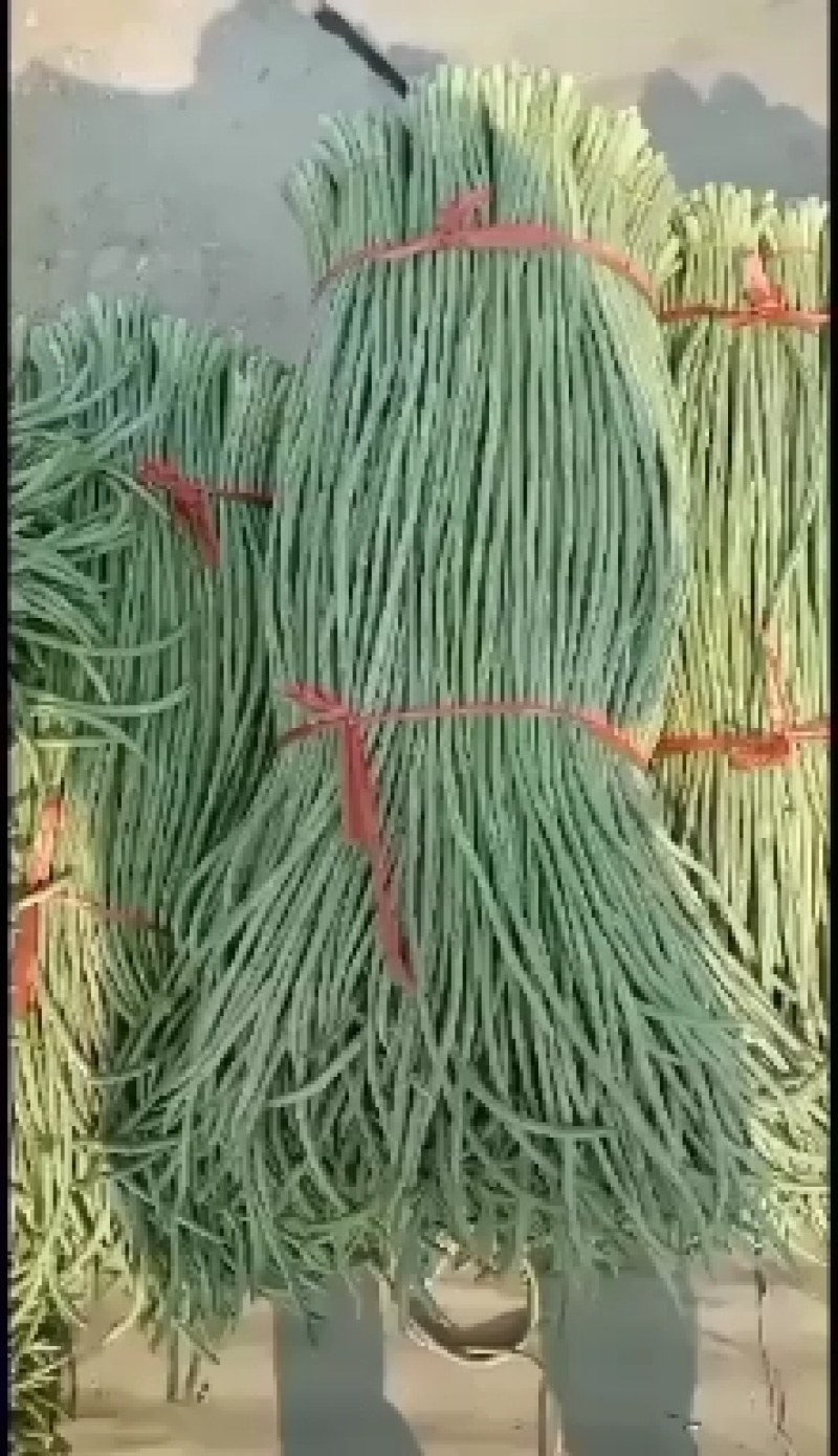 瓜果蔬菜专业种植区域质量优，价格美丽，我愿真诚为广大客商