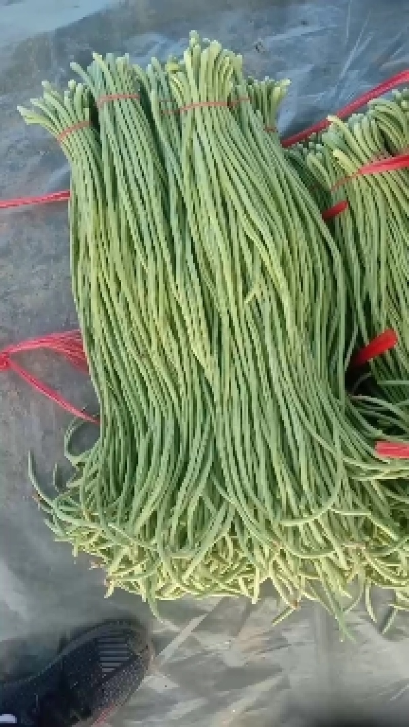 瓜果蔬菜专业种植区域质量优，价格美丽，我愿真诚为广大客商