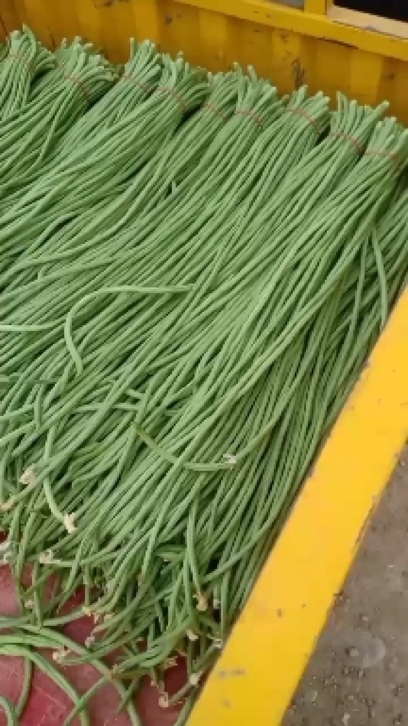 瓜果蔬菜专业种植区域质量优，价格美丽，我愿真诚为广大客商