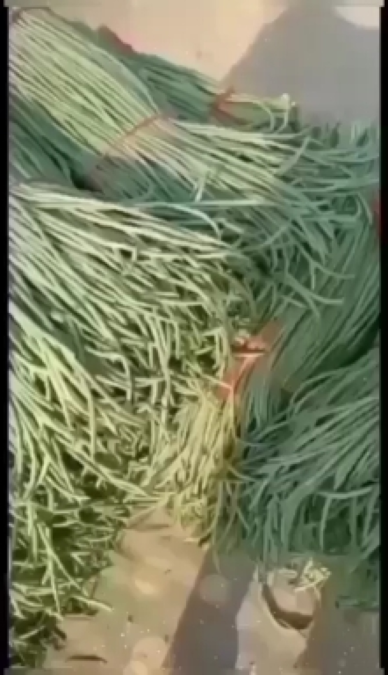 瓜果蔬菜专业种植区域质量优，价格美丽，我愿真诚为广大客商