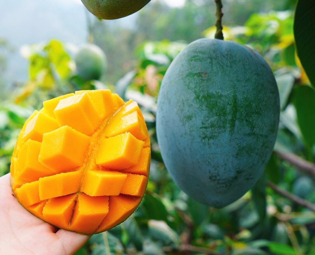 贵妃芒切开后的果肉展示