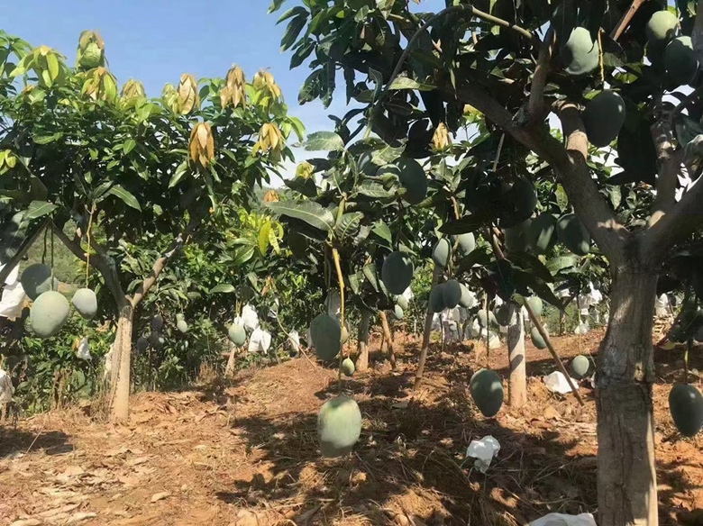 攀枝花凯特青芒果园航拍图