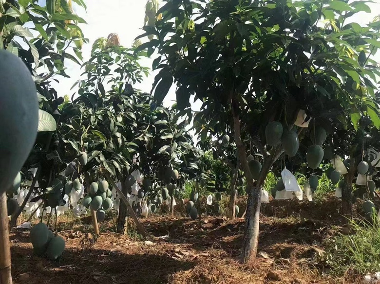 凯特芒果种植基地航拍图,展示规模化种植场景 凯特芒果种植基地航拍图