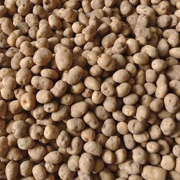 老品种马尔科迷你小土豆一件5斤一件代发口干粉糯