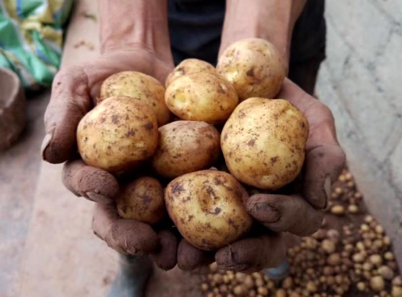老品种马尔科迷你小土豆一件5斤一件代发口干粉糯