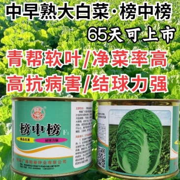 榜中榜大白菜种子中早熟65天青岛胶州高产秋播冬储大白菜