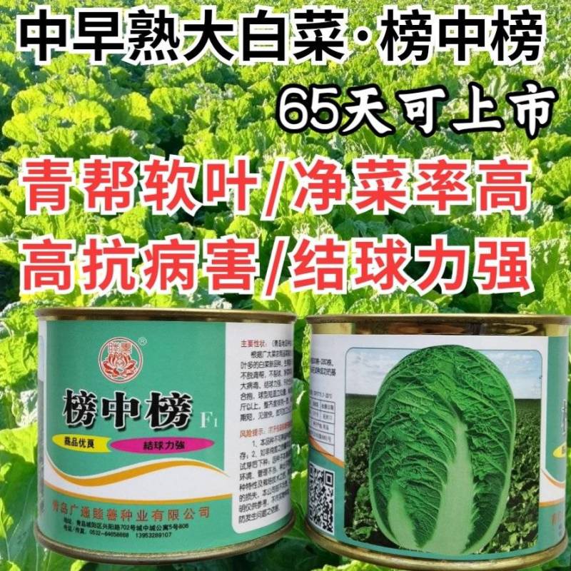 榜中榜大白菜种子中早熟65天青岛胶州高产秋播冬储大白菜
