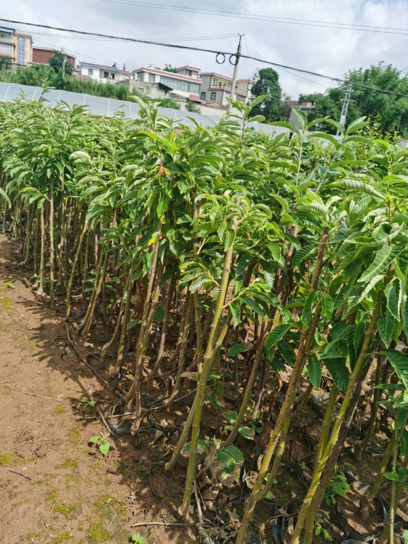 板栗树2-3分大红袍早板栗个大早熟