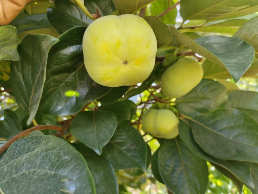 脆柿叶子在阳光下泛黄的自然景象