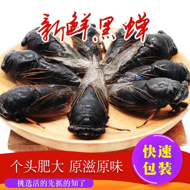 黑蝉，黑知了，老知了，蝉，活体速冻