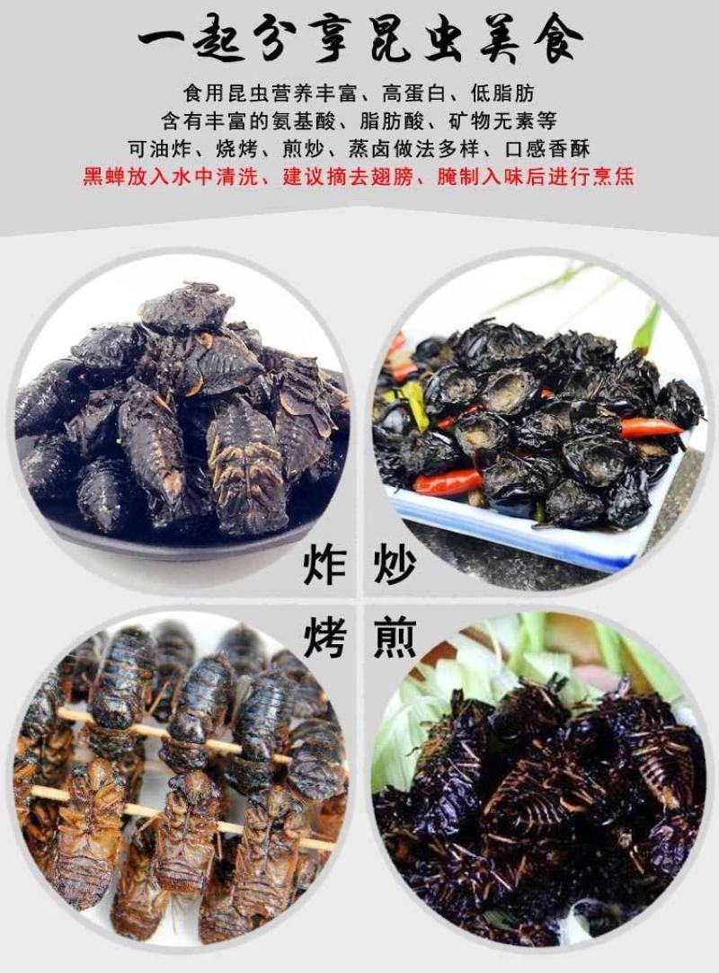 黑蝉，黑知了，老知了，蝉，活体速冻