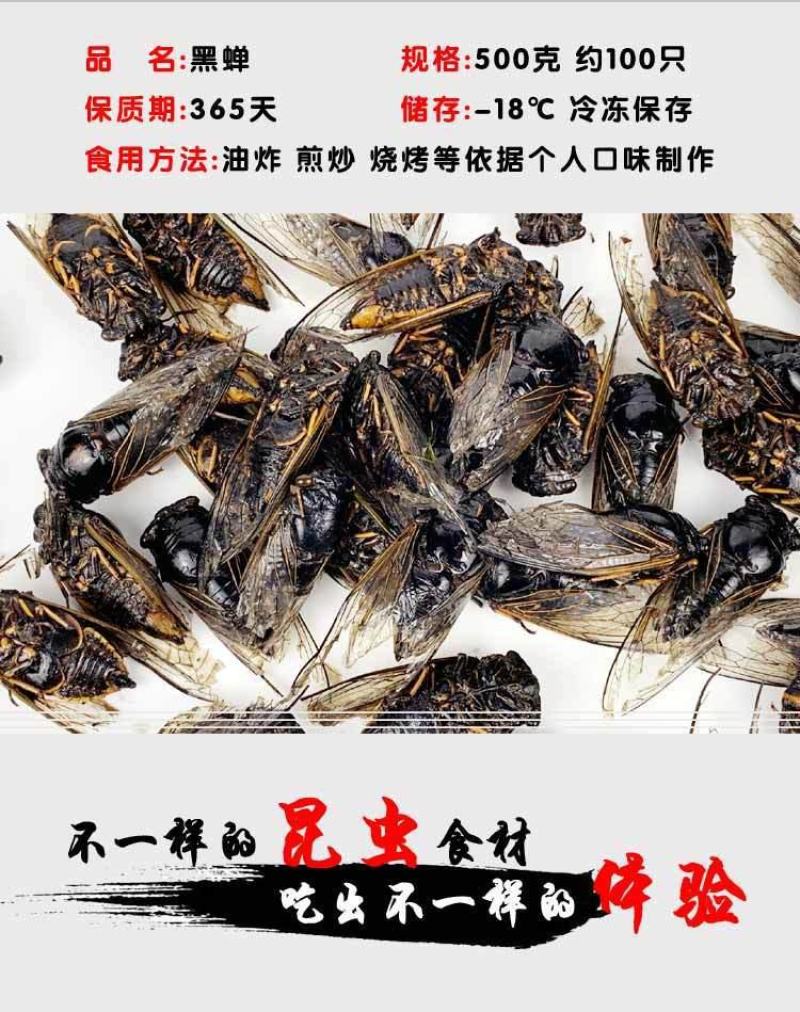 黑蝉，黑知了，老知了，蝉，活体速冻