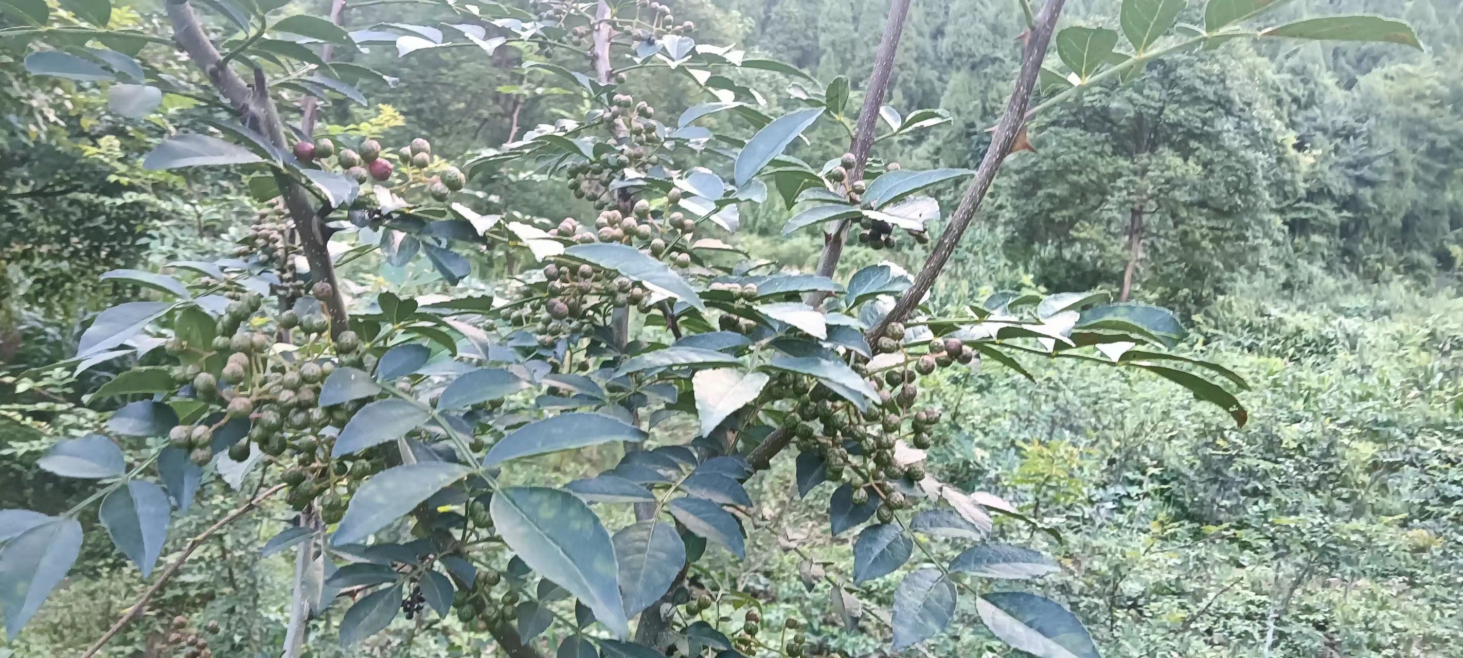 一株生长在湿润山坡岩石缝隙间的野山胡椒藤本植物,枝条细长带刺,叶片为羽状复叶,果实呈红色小球状簇生,背景为云雾缭绕的原始森林环境 野山胡椒植株特写