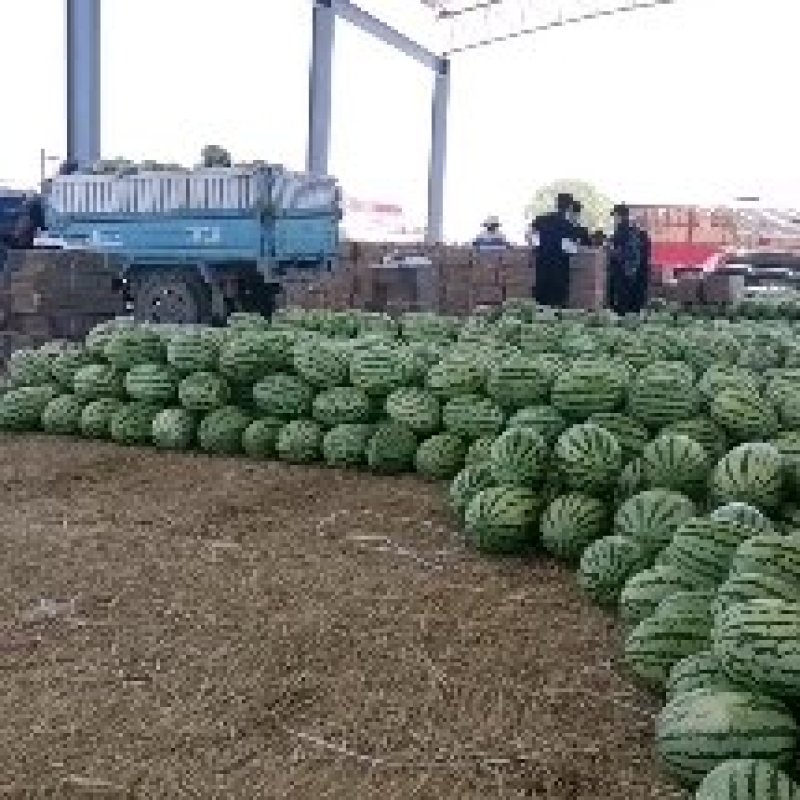 甘肃靖远硒砂瓜