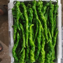 新鲜辣椒产地直发全国，螺丝椒产地直供，量大从优