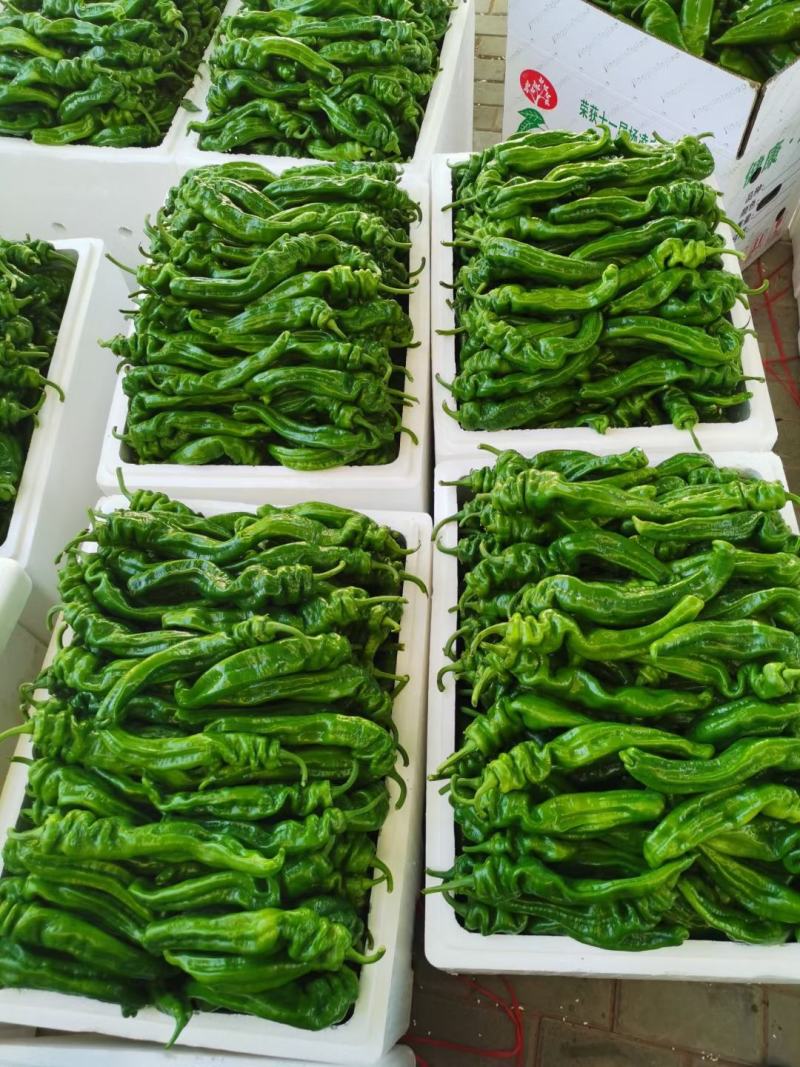 新鲜辣椒产地直发全国，螺丝椒产地直供，量大从优