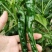 萧新黑金刚辣椒种子黑亮小皱皮长果皱皱椒香辣高产羊角型辣椒