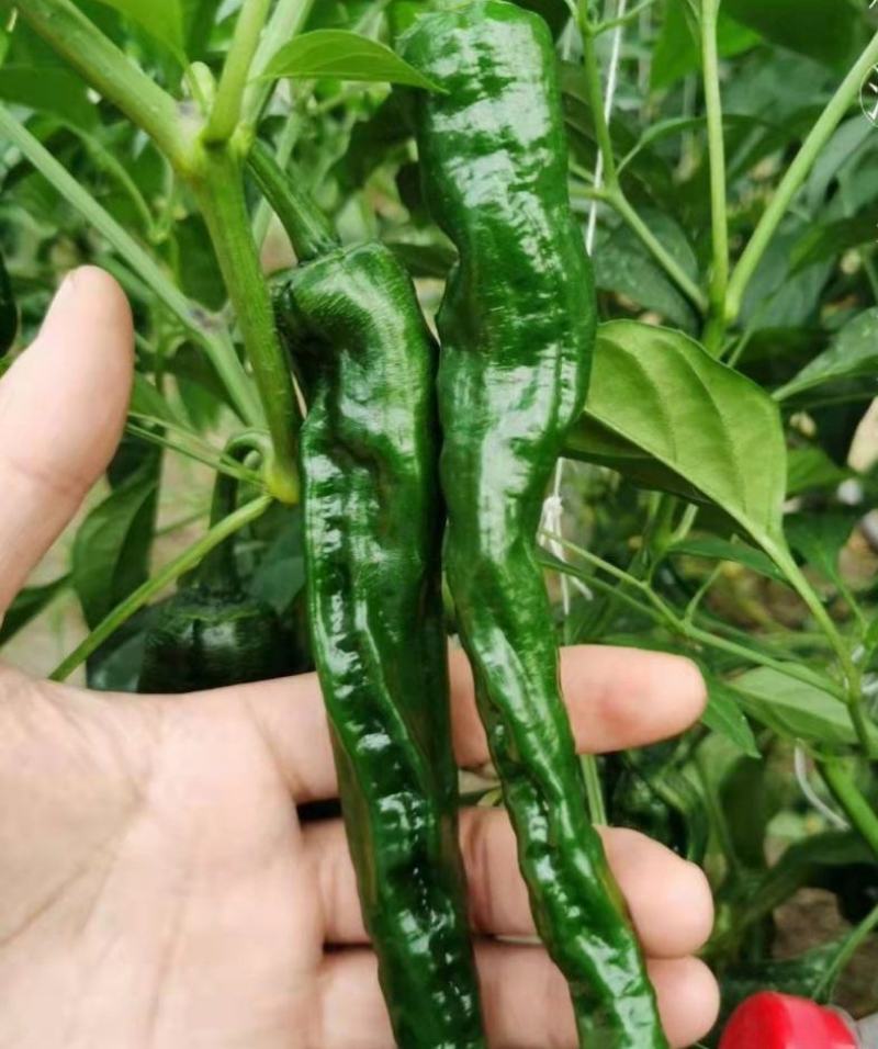 萧新黑金刚辣椒种子黑亮小皱皮长果皱皱椒香辣高产羊角型辣椒