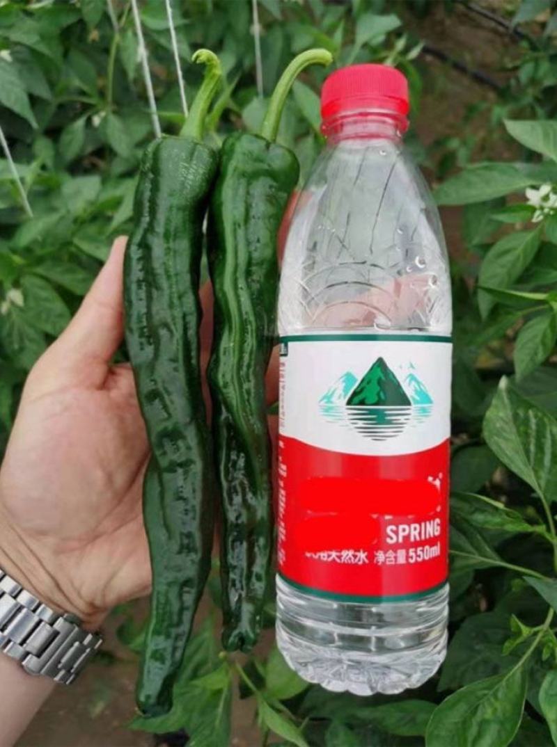 萧新黑金刚辣椒种子黑亮小皱皮长果皱皱椒香辣高产羊角型辣椒