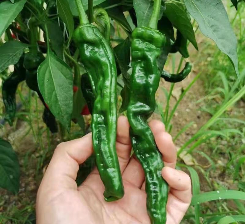 萧新黑金刚辣椒种子黑亮小皱皮长果皱皱椒香辣高产羊角型辣椒