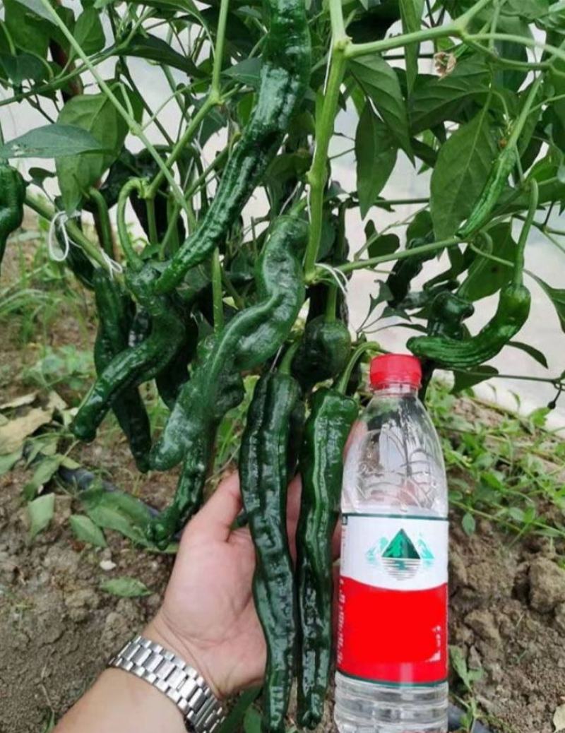 萧新黑金刚辣椒种子黑亮小皱皮长果皱皱椒香辣高产羊角型辣椒