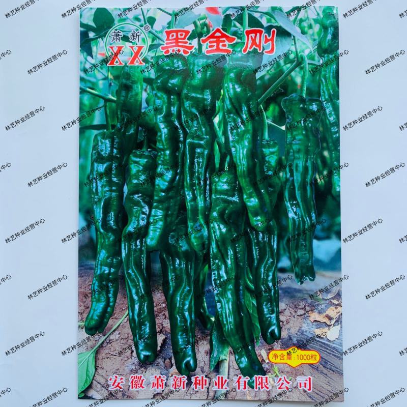萧新黑金刚辣椒种子黑亮小皱皮长果皱皱椒香辣高产羊角型辣椒