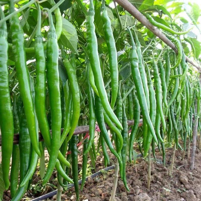 万斤亩线椒特长辣椒种子早熟抗病高产采收期长大田基地用蔬菜