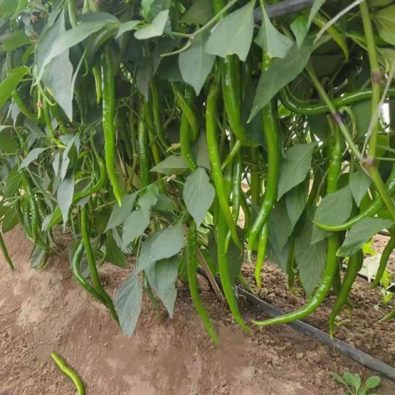 卡其牌特长黑线辣椒种籽中早熟抗病节节有果商品性好春秋蔬菜