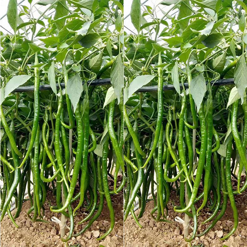 卡其牌特长黑线辣椒种籽中早熟抗病节节有果商品性好春秋蔬菜